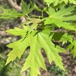 Acer saccharinum 葉