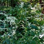 Artemisia lactiflora 整株植物