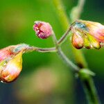 Heuchera americana Flower