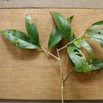 Leonia glycycarpa Hoja
