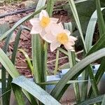 Narcissus tazetta Flor