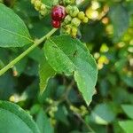 Varronia polycephala Fruit