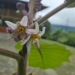 Solanum quitoense Blüte