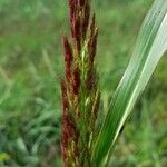 Sorghum halepense Fruit