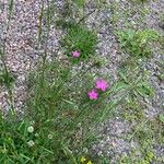 Dianthus armeriaКвітка