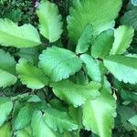 Kalanchoe pinnata Leaf