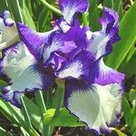 Iris pumila Kwiat