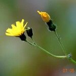 Pilosella piloselloides 花