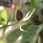 Prosthechea cochleata Fleur