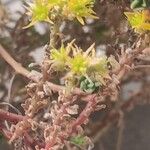 Sedum moranense Flower