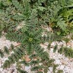 Erodium acaule Hoja