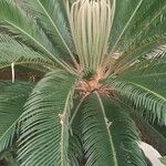 Cycas revolutaFulla