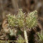 Turgenia latifolia Plod