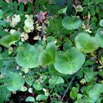 Euphorbia variabilis Foglia