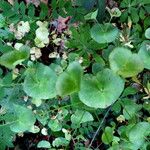 Euphorbia variabilis Blad