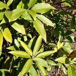 Illicium floridanum Blatt