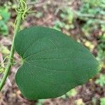 Smilax herbacea Folha