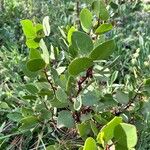 Arctostaphylos patula 葉