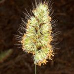 Cynosurus echinatus Bloem