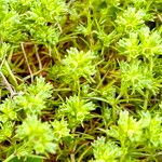 Scleranthus annuus 花