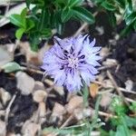 Centaurea cyanusЦвят