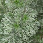 Artemisia schmidtiana Liść