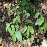 Celtis australisCasca