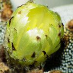 Astrophytum myriostigma Blomma