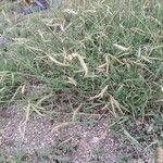 Paspalum dilatatumКветка