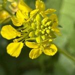 Mutarda nigra 花