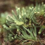 Lycopodium tristachyum Habitatea