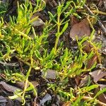 Sesuvium portulacastrum Leaf