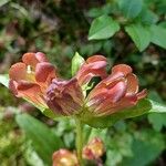 Gentiana purpurea Blüte