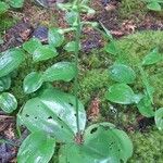 Platanthera orbiculata Leaf