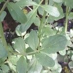 Nasturtium officinale Leaf