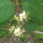 Lonicera xylosteumFlower