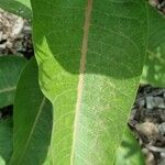 Asclepias speciosa Hoja