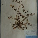 Clematis brevipes Otro