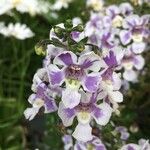 Angelonia biflora Λουλούδι