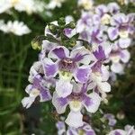 Angelonia biflora Õis