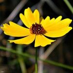 Coreopsis leavenworthii Flower
