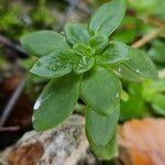 Sedum spathulifolium 葉