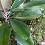 Labramia bojeri Hoja