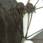 Calycolpus goetheanus Otro