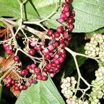 Callicarpa acuminata Plod