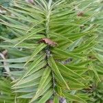 Cunninghamia lanceolata Лист