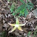 Lilium michauxii Leaf