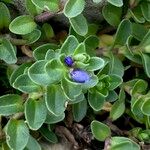 Veronica nummularia 花