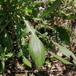 Cephalaria leucantha Liść