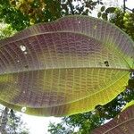 Miconia calvescens Leaf